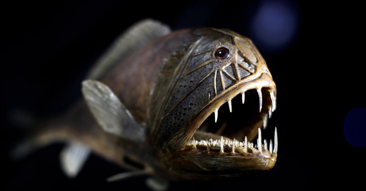 Image of the Fangtooth (Anoplogaster spp.), popular in Indonesia as Ikan Gigi Taring.