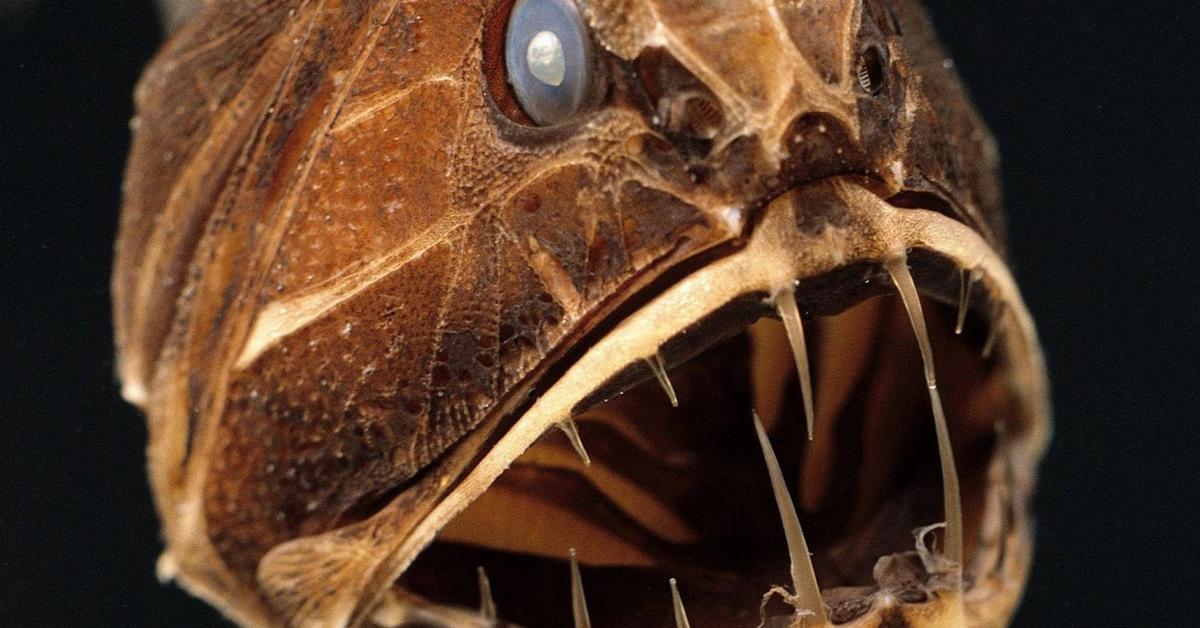 Captivating view of the Fangtooth, known in Bahasa Indonesia as Ikan Gigi Taring.