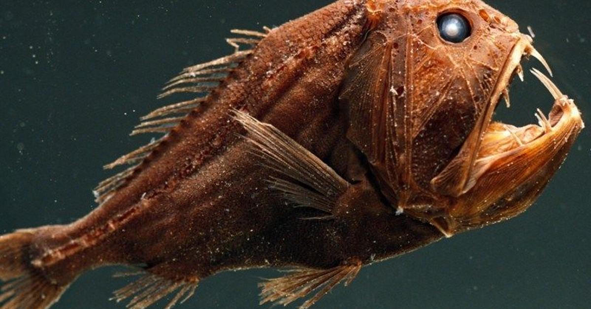 Image of the Fangtooth (Anoplogaster spp.), popular in Indonesia as Ikan Gigi Taring.