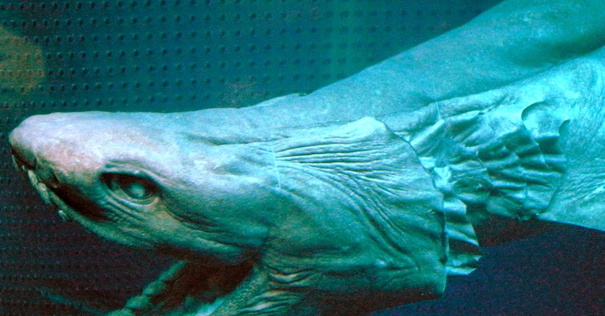 A beautiful representation of the Frilled Shark, scientifically Chlamydoselachus anguineus.