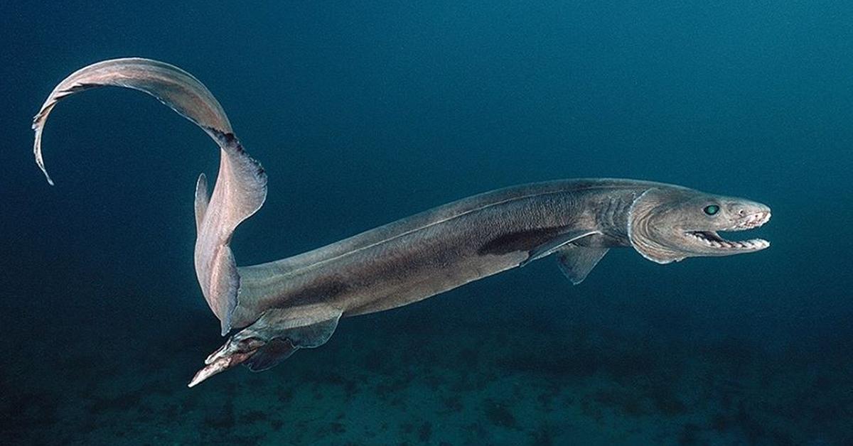 Photogenic Frilled Shark, scientifically referred to as Chlamydoselachus anguineus.