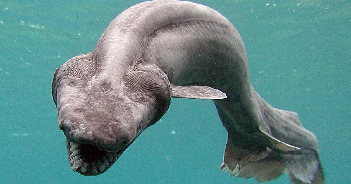 Close encounter with the Frilled Shark, scientifically called Chlamydoselachus anguineus.