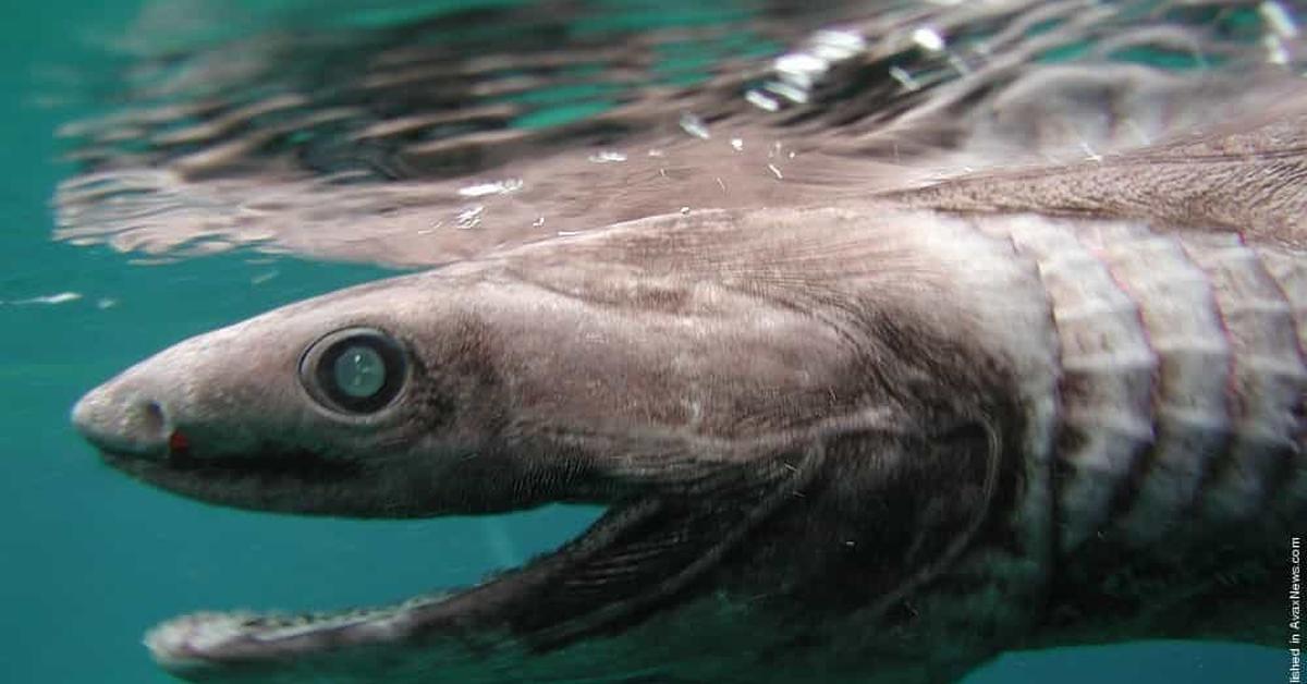 Photographic depiction of the unique Frilled Shark, locally called Hiu Berkerut.