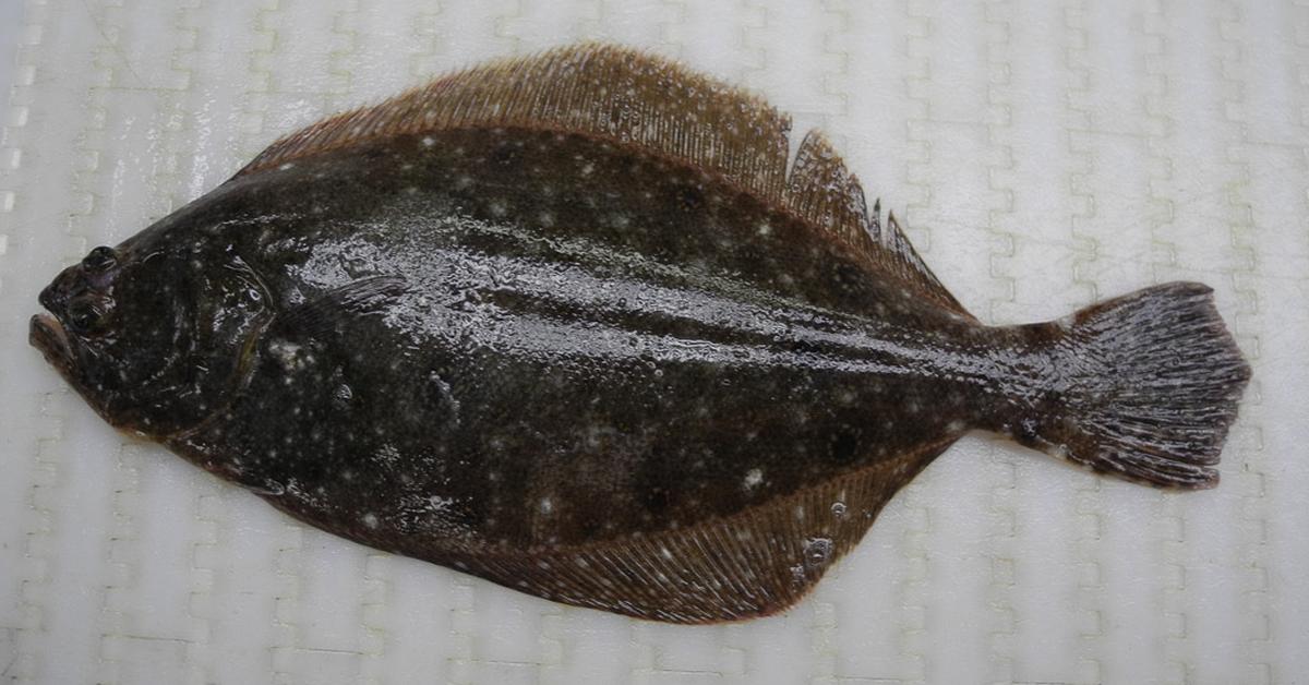 Snapshot of the intriguing Fluke Fish, scientifically named Paralichthys dentatus.