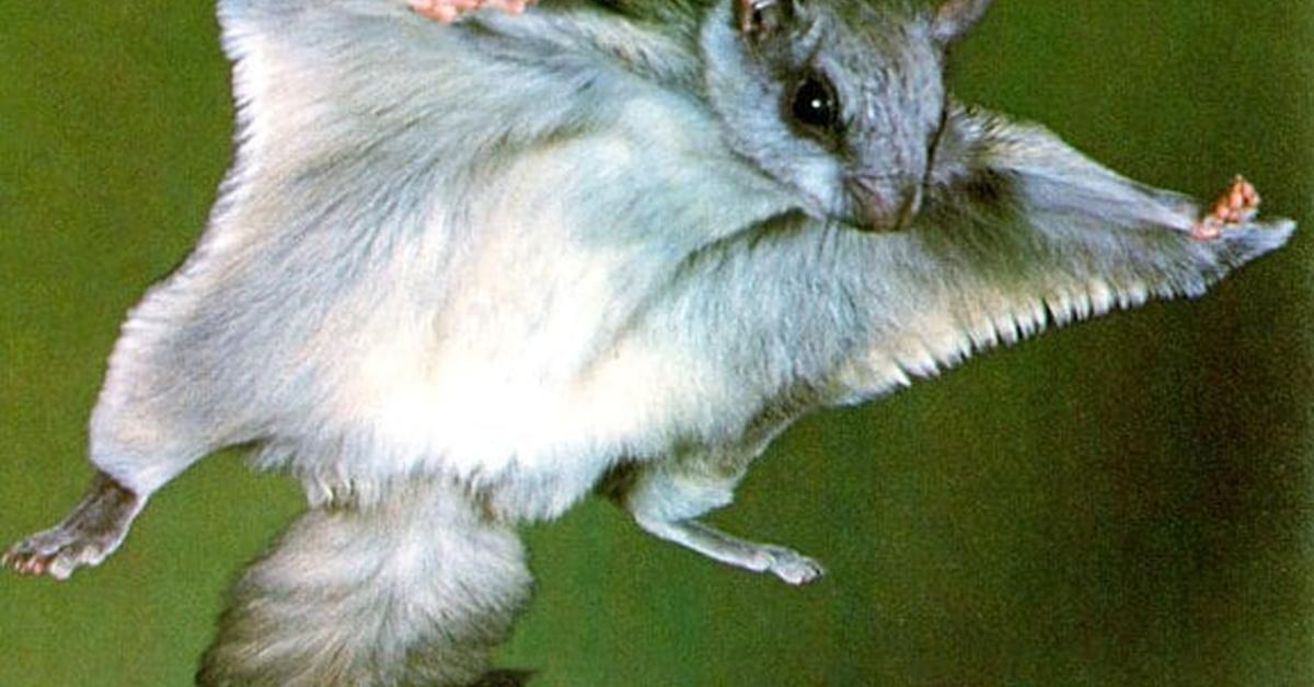 Captivating presence of the Flying Squirrel, a species called Pteromyini.