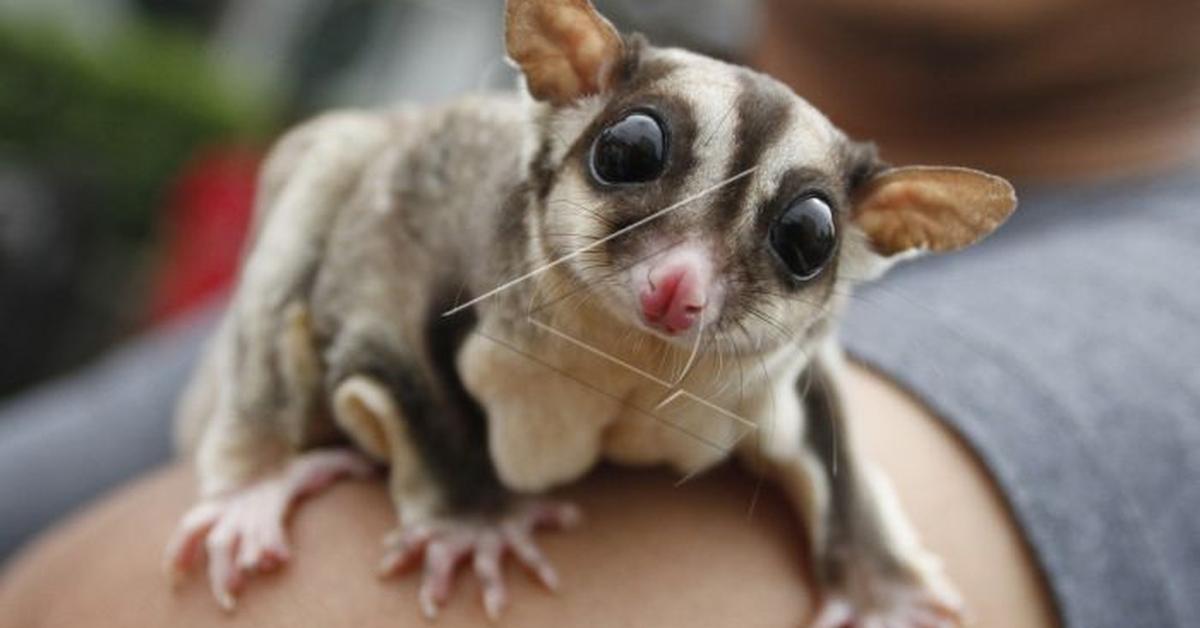 The Flying Squirrel, an example of Pteromyini, in its natural environment.