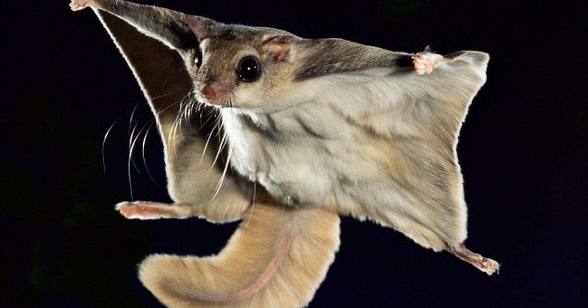 Captivating shot of the Flying Squirrel, or Tupai Terbang in Bahasa Indonesia.