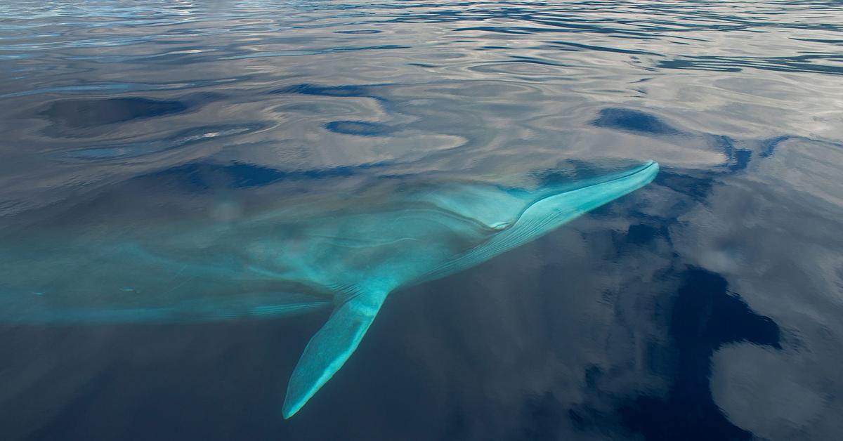 Detailed shot of the Fin Whale, or Balaenoptera Physalus, in its natural setting.