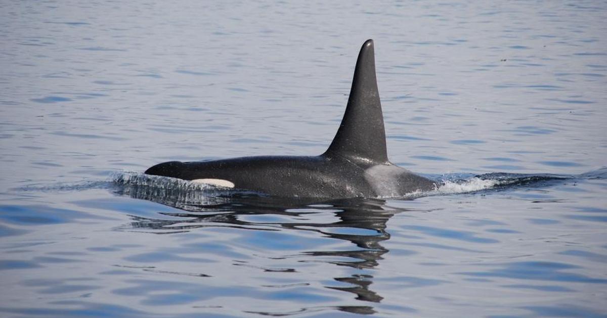 The elegant Fin Whale (Balaenoptera Physalus), a marvel of nature.