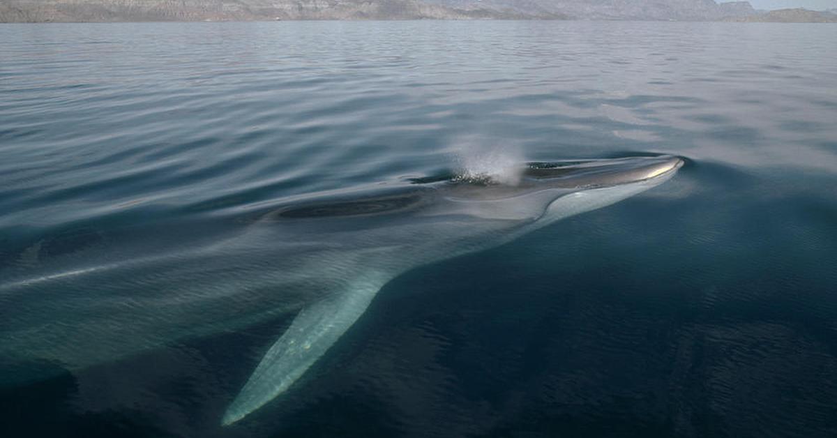 Captivating view of the Fin Whale, known in Bahasa Indonesia as Paus Sirip Tertutup.