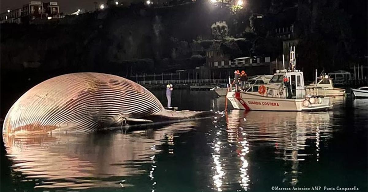 Elegant Fin Whale in its natural habitat, called Paus Sirip Tertutup in Indonesia.