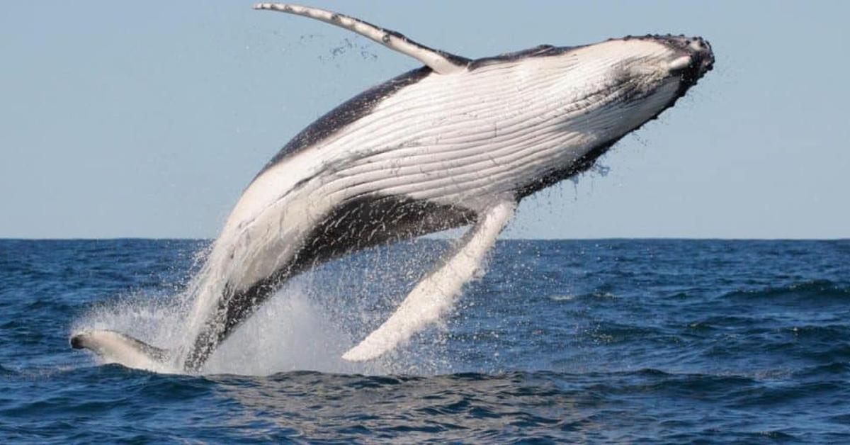 Elegant Fin Whale in its natural habitat, called Paus Sirip Tertutup in Indonesia.