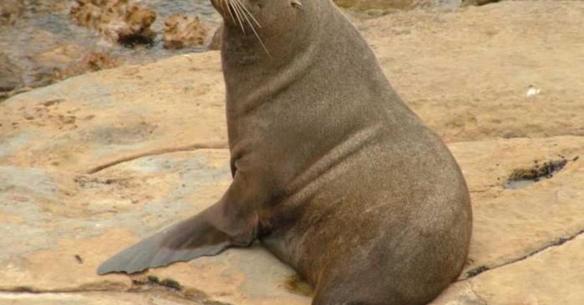 Insightful look at the Fur Seal, known to Indonesians as Anjing Laut Berbulu.