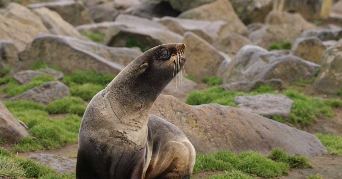 Engaging shot of the Fur Seal, recognized in Indonesia as Anjing Laut Berbulu.