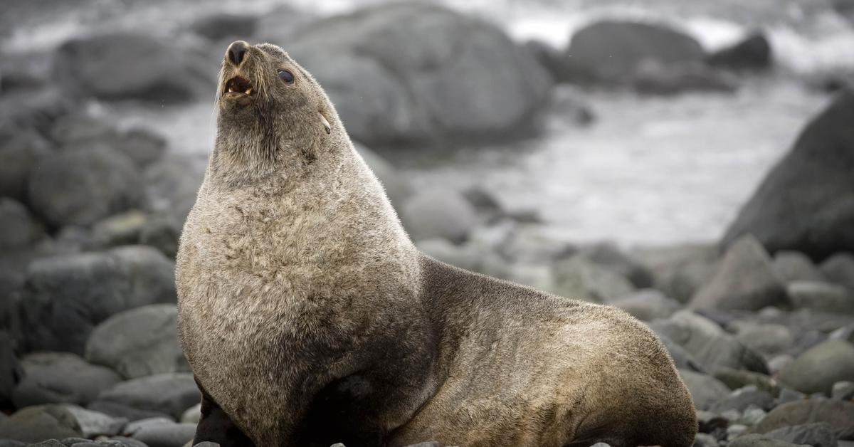 The Fur Seal, a beautiful species also known as Anjing Laut Berbulu in Bahasa Indonesia.