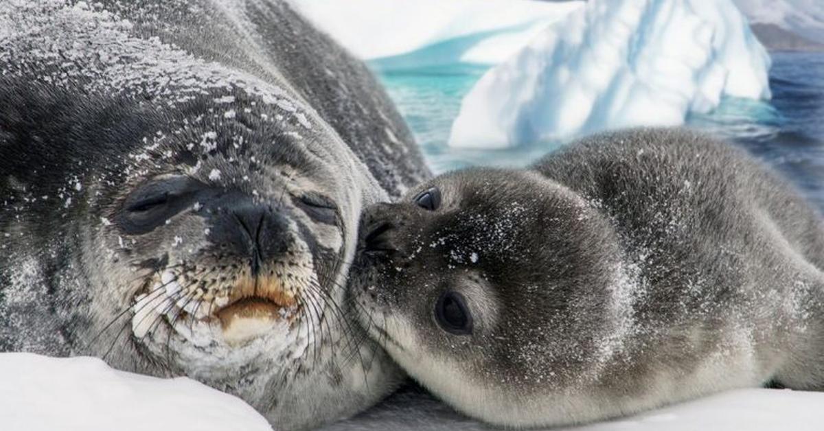 The elegant Fur Seal (Arctocephalinae), a marvel of nature.