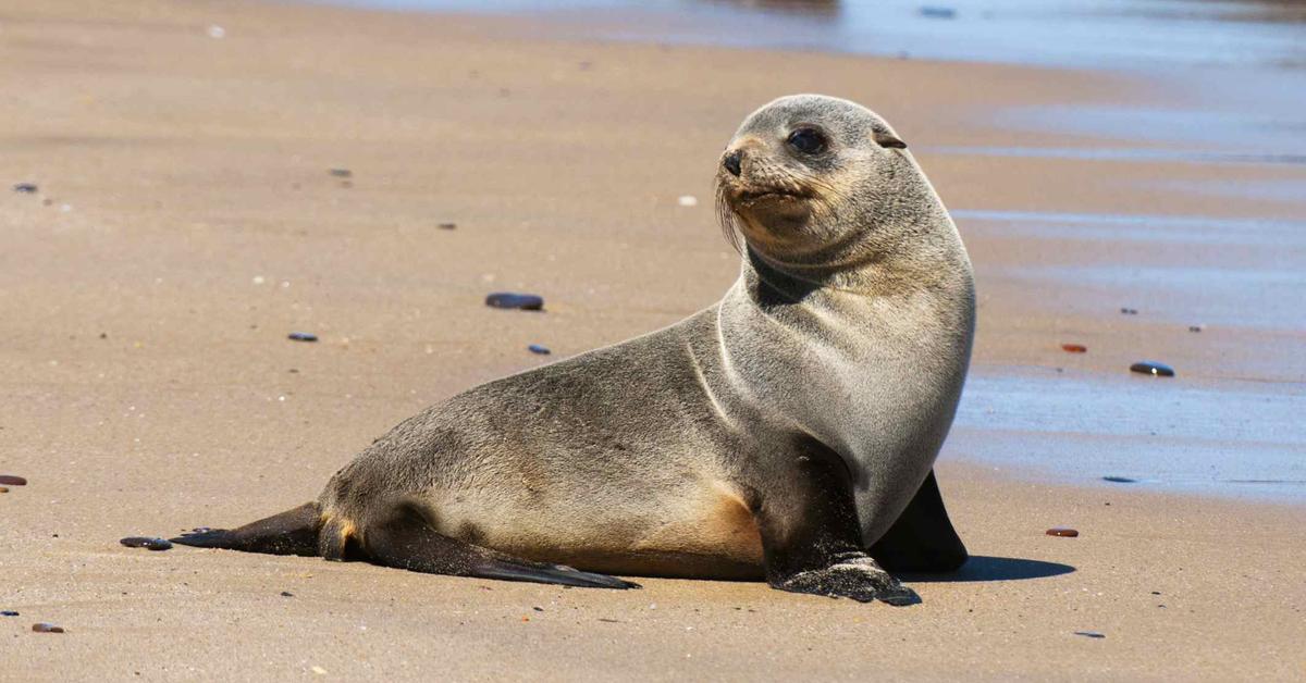 Elegant Fur Seal in its natural habitat, called Anjing Laut Berbulu in Indonesia.