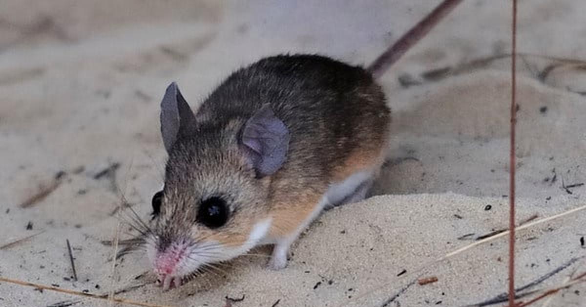 Stunning depiction of Florida Mouse, also referred to as Podomys floridanus.