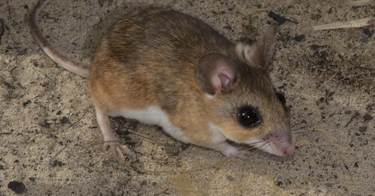 Detailed shot of the Florida Mouse, or Podomys floridanus, in its natural setting.