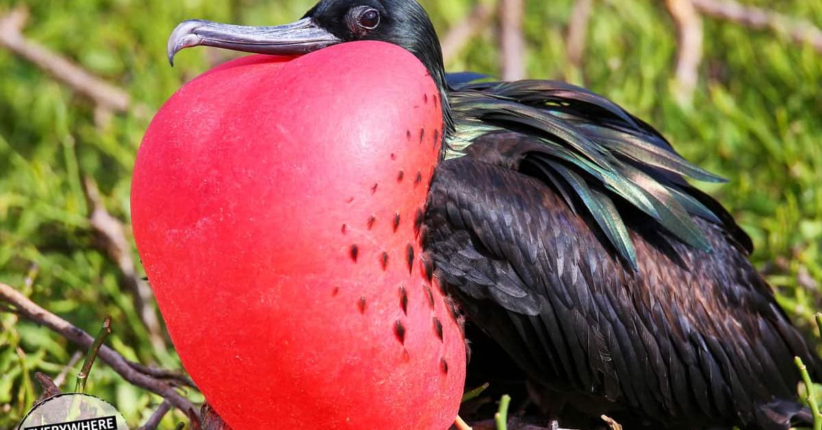 Portrait of a Frigatebird, a creature known scientifically as Fregata.