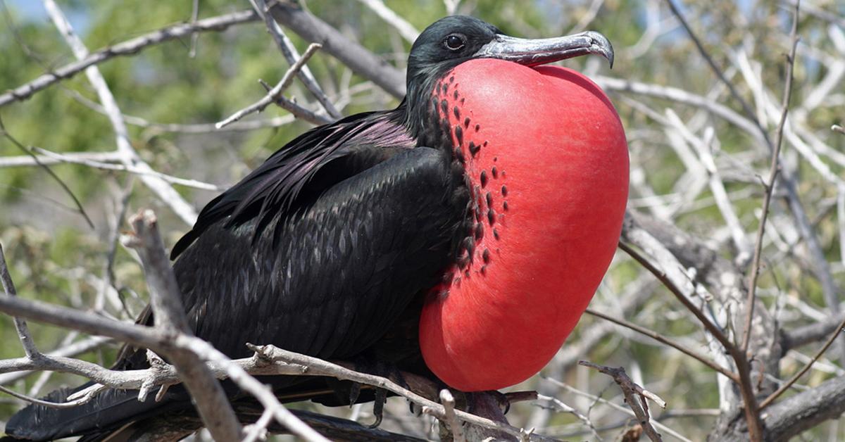 Engaging shot of the Frigatebird, recognized in Indonesia as Burung Layang-layang.