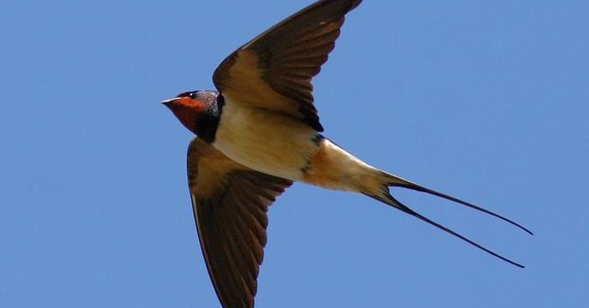 Visual representation of the Frigatebird, recognized in Indonesia as Burung Layang-layang.