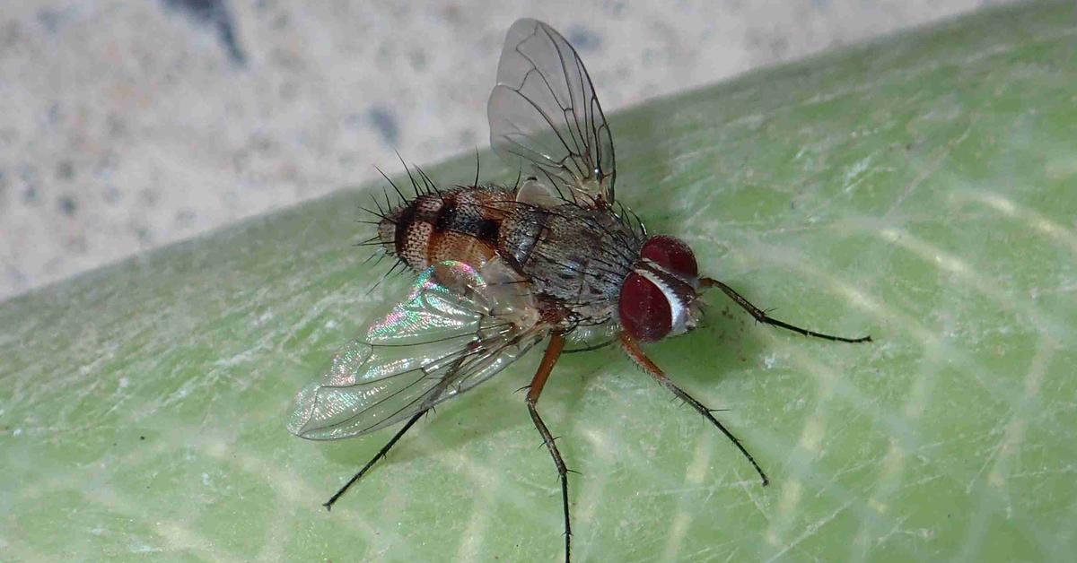 Vibrant snapshot of the Fly, commonly referred to as Lalat in Indonesia.