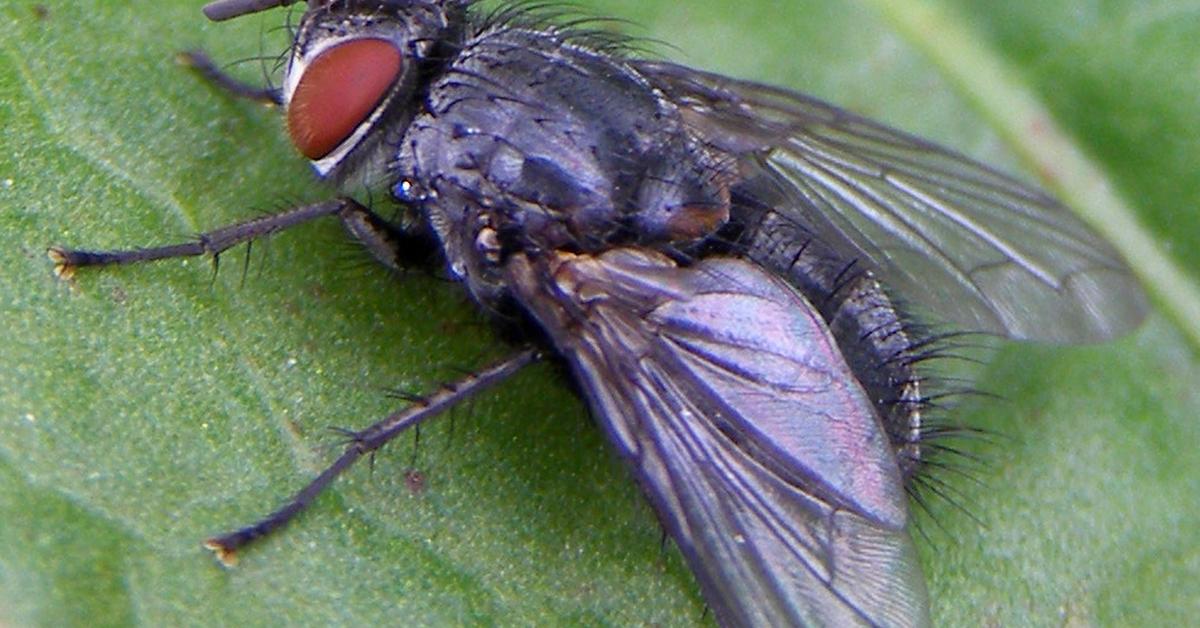 Natural elegance of the Fly, scientifically termed Diptera.