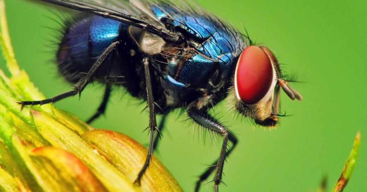 Dynamic image of the Fly, popularly known in Indonesia as Lalat.