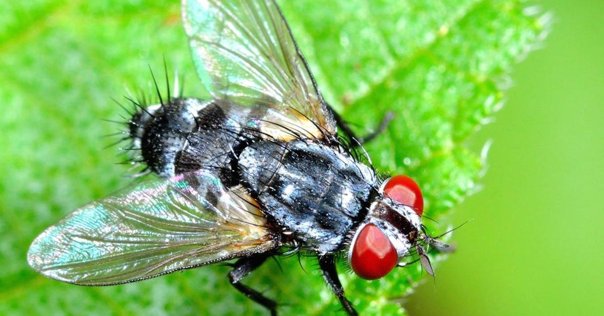 Image showcasing the Fly, known in Indonesia as Lalat.