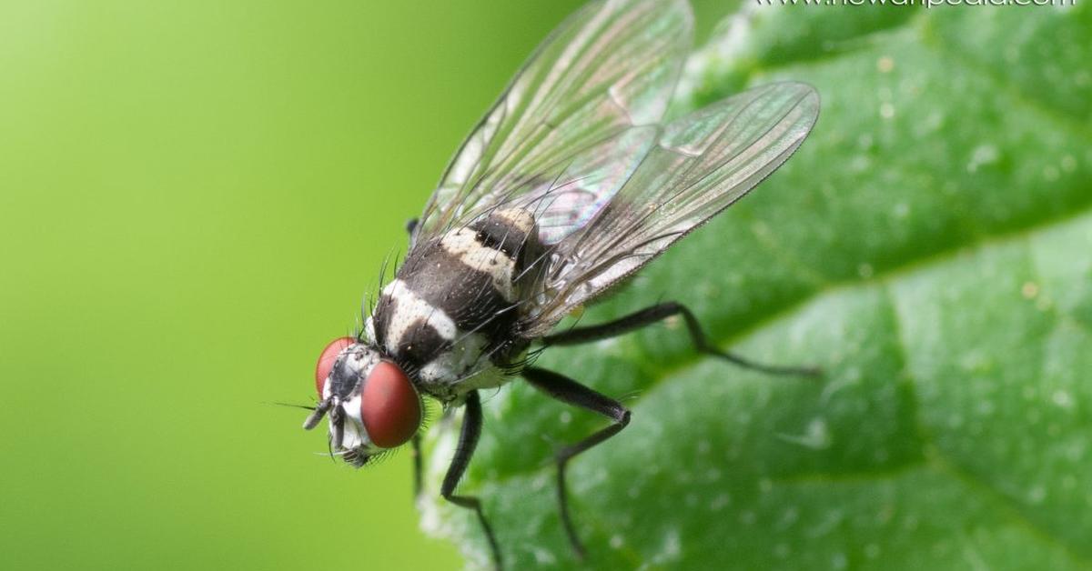 The majestic Fly, also called Lalat in Indonesia, in its glory.