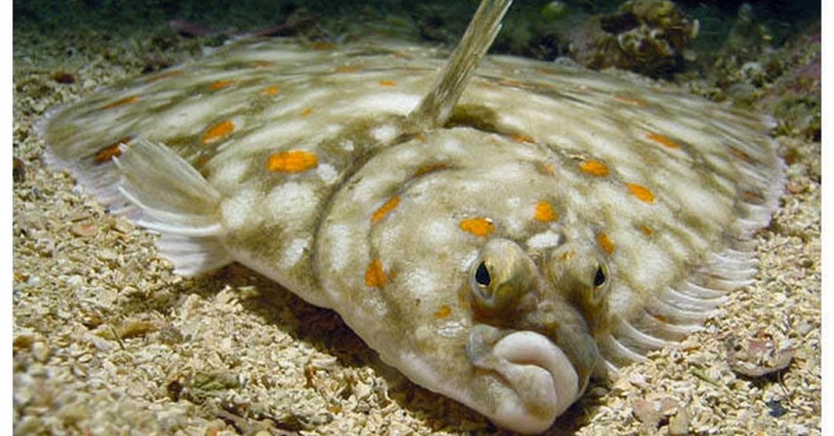 The elegant Flounder (Paralichthys), a marvel of nature.