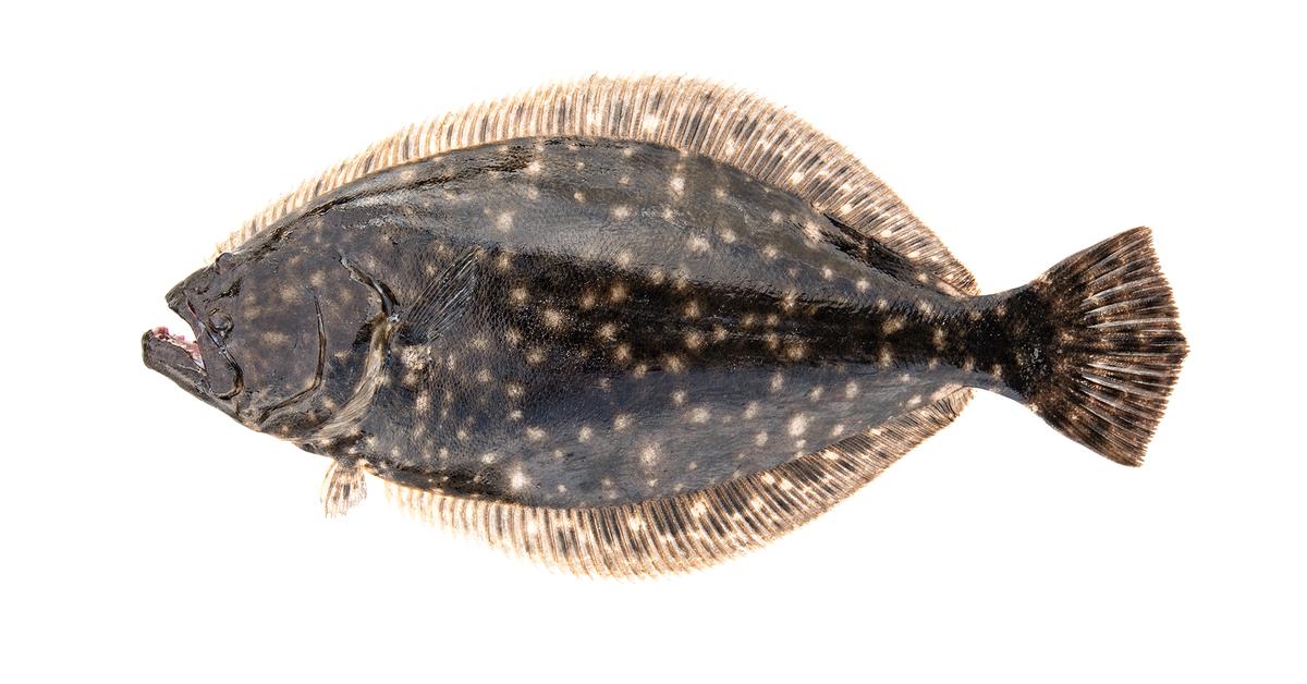 Engaging shot of the Flounder, recognized in Indonesia as Ikan Cucut.