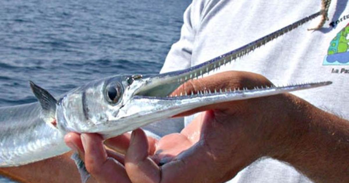 The Flounder, an example of Paralichthys, in its natural environment.