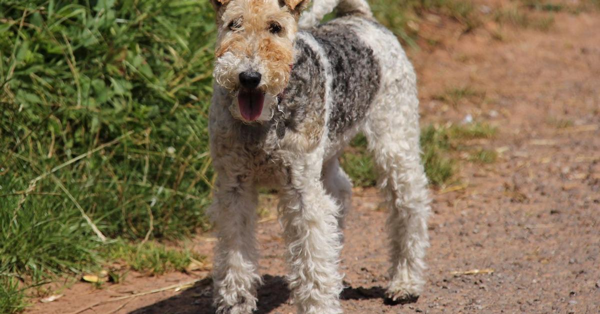 Vivid image of the Fox Terrier, or Anjing Fox Terrier in Indonesian context.