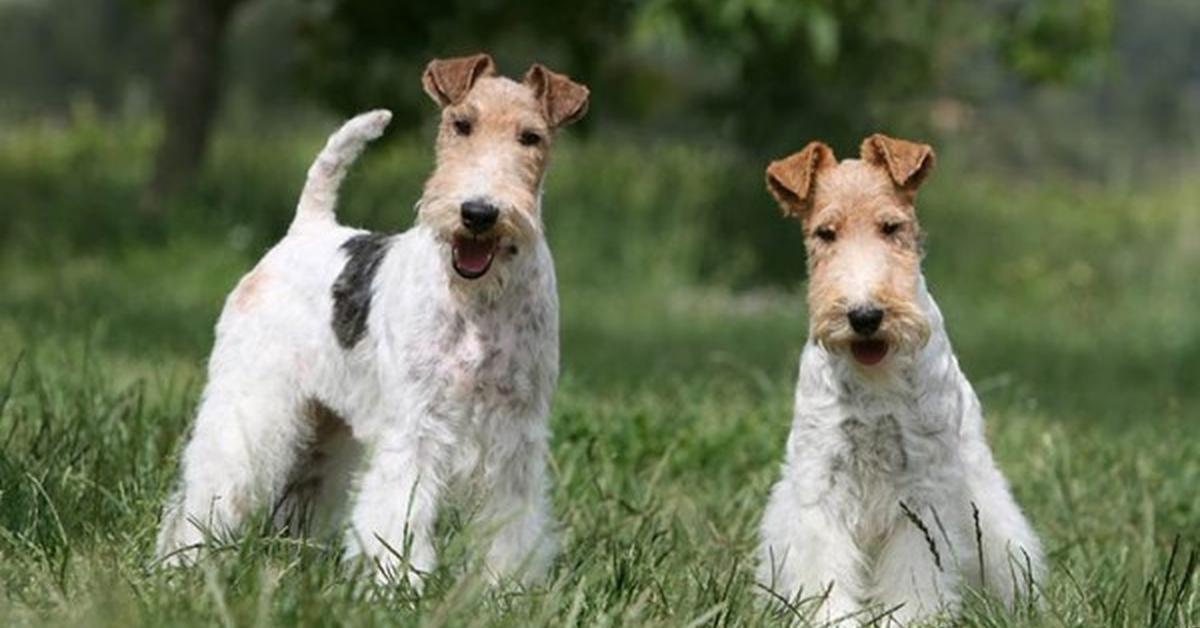 Engaging shot of the Fox Terrier, recognized in Indonesia as Anjing Fox Terrier.