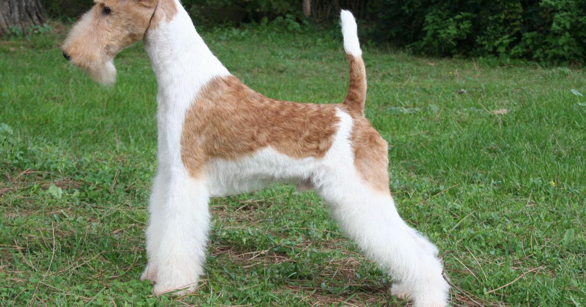 Distinctive Fox Terrier, in Indonesia known as Anjing Fox Terrier, captured in this image.