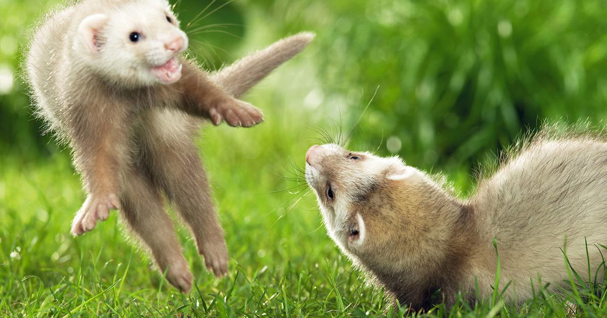 Engaging shot of the Ferret, recognized in Indonesia as Musang.