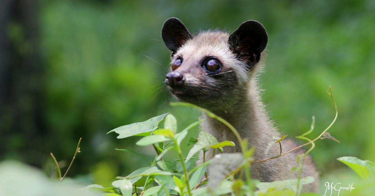 Image of the Ferret (Mustela furo), popular in Indonesia as Musang.