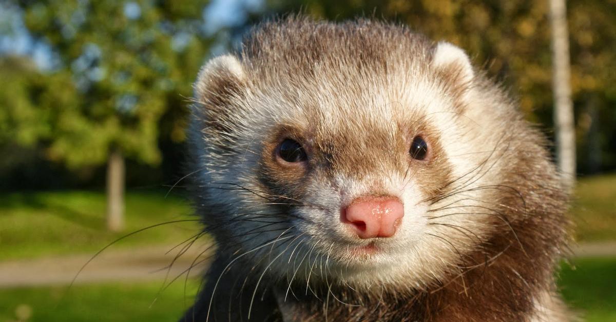 Captivating presence of the Ferret, a species called Mustela furo.