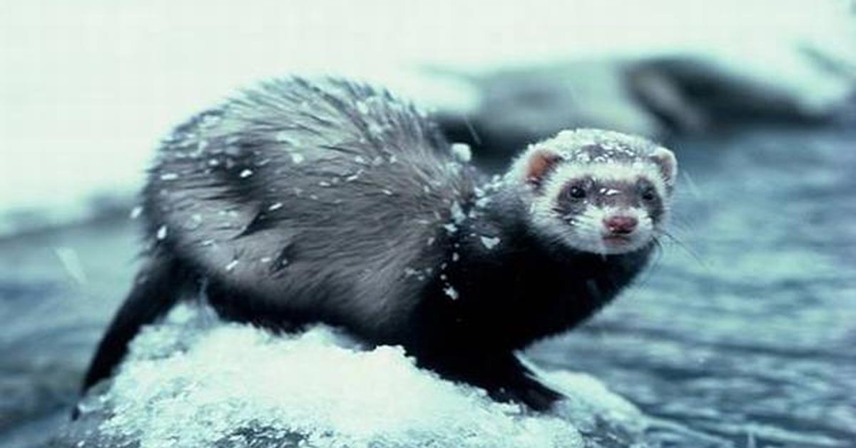 Natural elegance of the Ferret, scientifically termed Mustela furo.