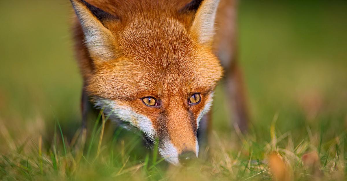 Close-up view of the Fox, known as Rubah in Indonesian.