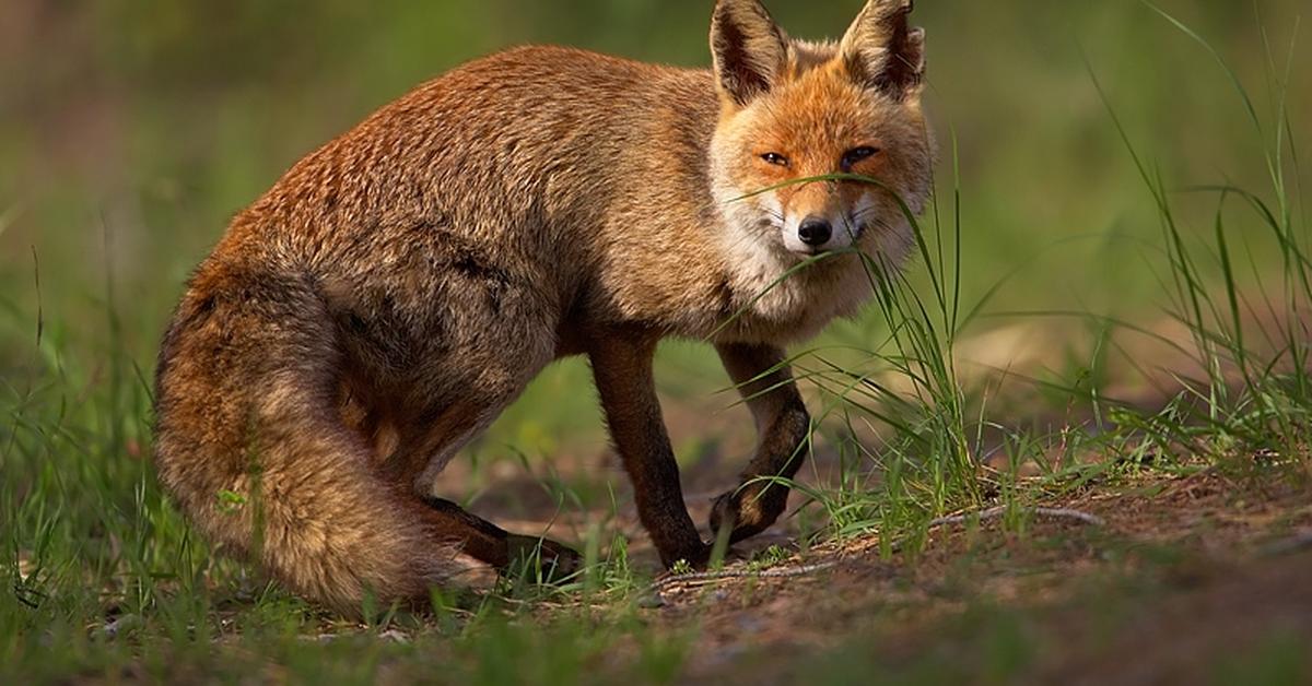 The Fox, a beautiful species also known as Rubah in Bahasa Indonesia.