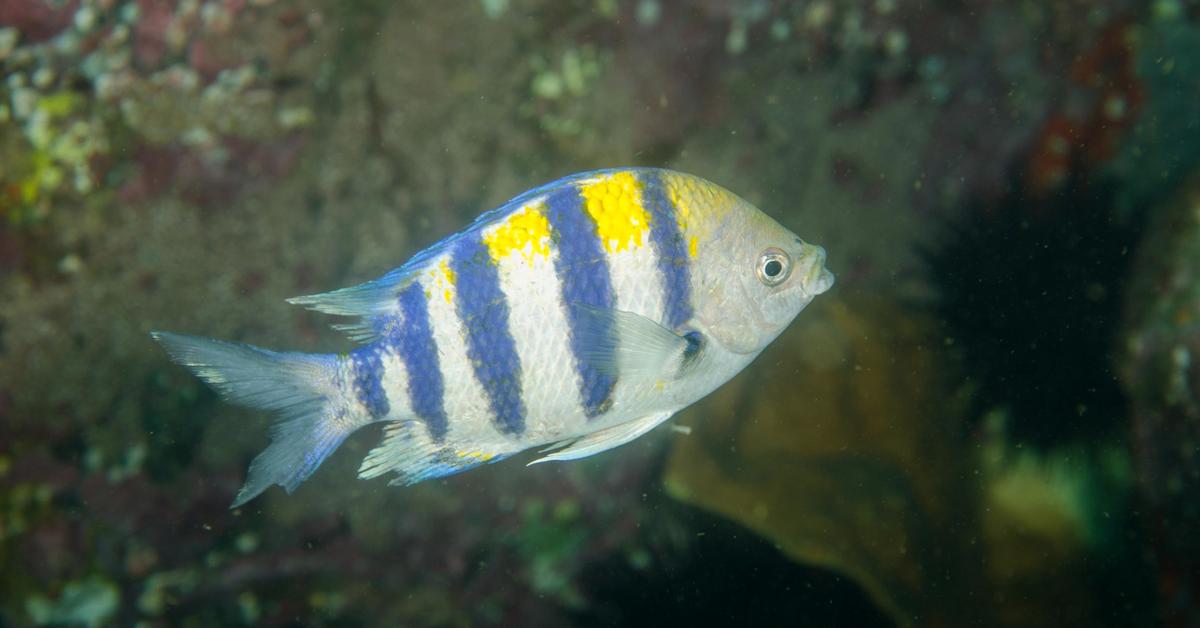 Elegant Fish in its natural habitat, called Ikan in Indonesia.