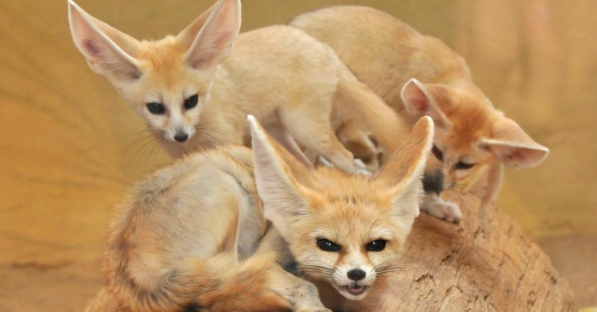 Graceful Fennec Fox, a creature with the scientific name Vulpes zerda.