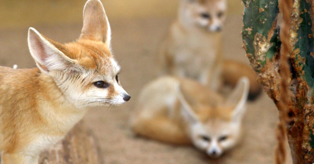 Enchanting Fennec Fox, a species scientifically known as Vulpes zerda.