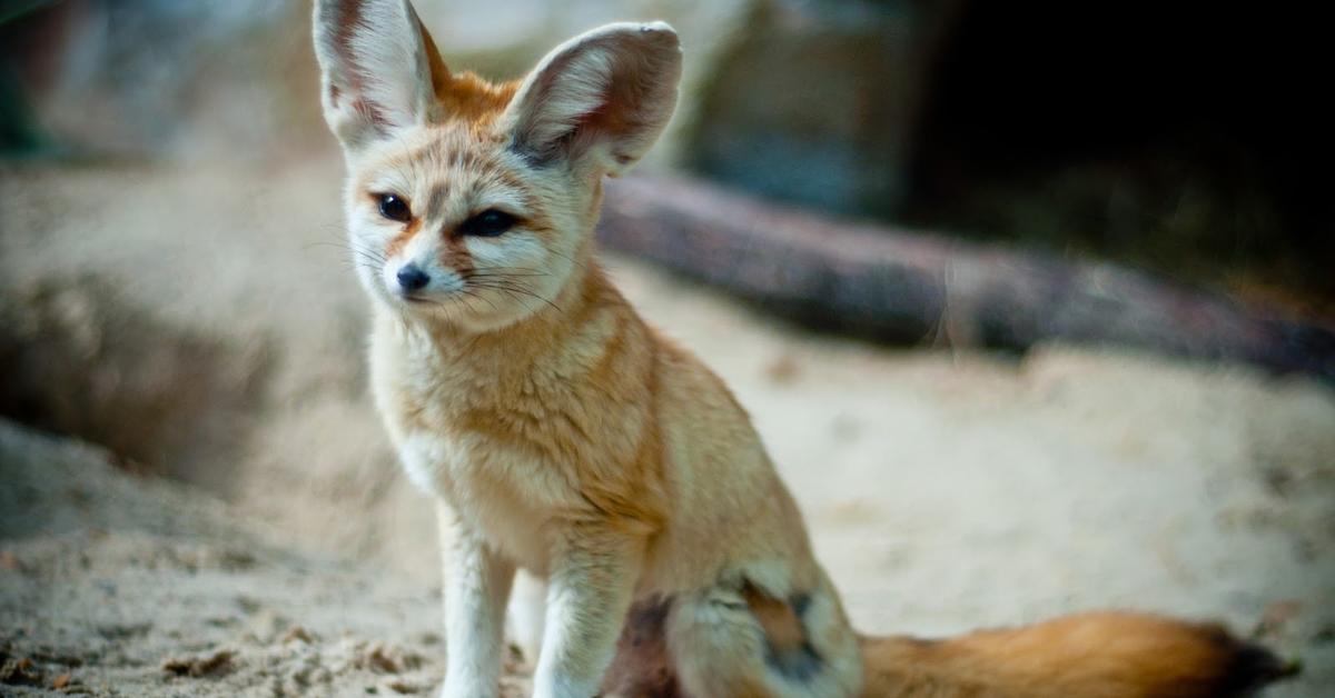 Exquisite image of Fennec Fox, in Indonesia known as Rubah Fennec.