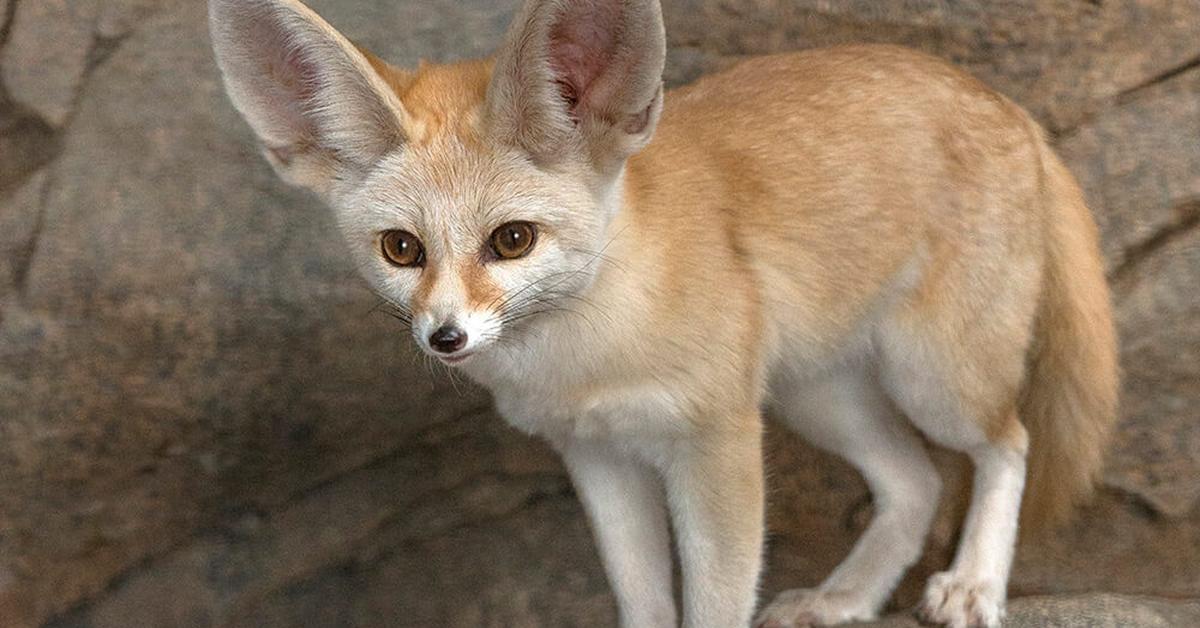 The fascinating Fennec Fox, scientifically known as Vulpes zerda.