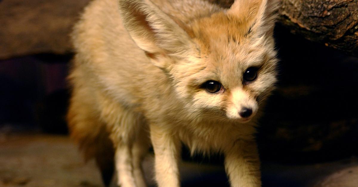 Charming view of the Fennec Fox, in Indonesia referred to as Rubah Fennec.