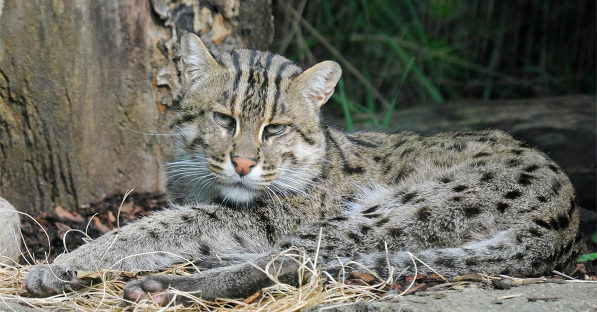 A look at the Fishing Cat, also recognized as Kucing Memancing in Indonesian culture.